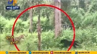 Watch  Black panther in sathyamangalam tiger reserve [upl. by Otrebron]