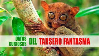 Tarsero fantasma el mono más pequeño del mundo  Datos curiosos de animales [upl. by Fina372]