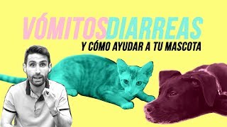 Corta los vómitos y diarreas en tu mascota 🐱🤢🐶  ¿Qué hacer cuando la comida les ha sentado mal [upl. by Etteuqram]