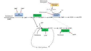 Pyrimidine Synthesis and Salvage Pathway [upl. by Llenrac888]