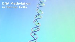 DNA Methylation in Cancer Cells [upl. by Kimmi]