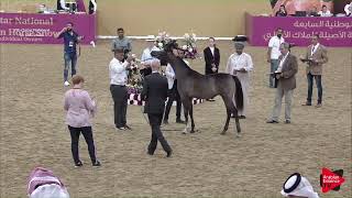 N20 JOKHAH AL FARRES  2019 Qatar Individuals  Yearling Fillies Class 1A [upl. by Drake]