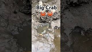 Amazing Catch Huge Mud Crabs at Swamp after Water Low Tide FindCrab CatchCrab AmazingFishing [upl. by Vachell]