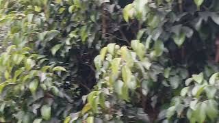 pobitora wildlife sanctuary home stay assam [upl. by Apurk443]