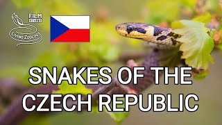 Snakes of the Czech Republic full nature documentary wild reptiles of Europe [upl. by Alitha730]