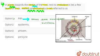 In plants towards the centre of the root next to endodermis lies a few layers of thick  walled [upl. by Ahsaeyt354]