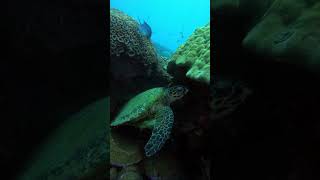 Sea turtle chillin lifeundersea seaturtles marinelife [upl. by Armahs]