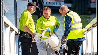 Zwanen besmeurd na lekkage 200 liter olie 2e Werkhaven Botlek Rotterdam [upl. by Dowell664]