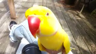 Parrot Asks Owner quotReallyquot [upl. by Ativel]