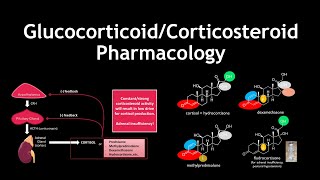 Glucocorticoid and Corticosteroid Pharmacology and Medicinal Chemistry [upl. by Ekrub]