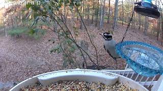 downy Woodpecker at the birdfy amp bird bath [upl. by Areema]