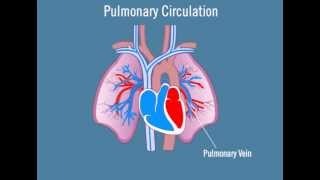 Pulmonary Circulation [upl. by Ettegdirb790]