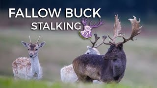 FALLOW BUCK STALKING [upl. by Jarred239]