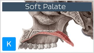 Soft palate Muscles Function amp Definition  Human Anatomy  Kenhub [upl. by Nonac243]