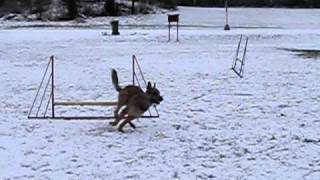 agility with laekenois part 5 [upl. by Gadmann385]