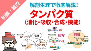 タンパク質（消化・吸収・合成・機能）をまとめてイラスト解説 [upl. by Einnalem713]