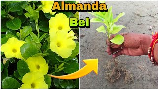 How to grow allamanda vine  golden trumpet Vine from cutting [upl. by Eceirtal34]