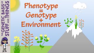 Plants show phenotype is influenced by genotype AND environment [upl. by Eatnuahc]