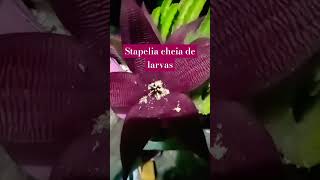 video plants stapelia greenplants [upl. by Kennet]