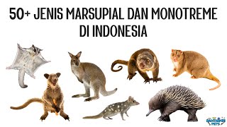 50 Jenis Marsupialia Mamalia Berkantung dan Monotremata Mamalia Bertelur di Indonesia [upl. by Eeldivad]