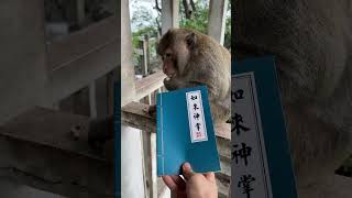 Monkey doesnt like studying he just likes eating [upl. by Nyloj]