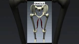 Write Gracilis Muscle Action [upl. by Ynnhoj]