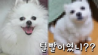 여행갔다오니 엄마가 강아지 미용을 해놓으셨다하아 [upl. by Shina592]