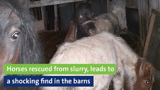 Horses rescued from slurry leads to shocking find in the barns [upl. by Cis]