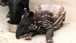 兩個月大馬來貘寶寶－莉姆路分次吃同塊胡蘿蔔Two months baby malayan tapir Li Mu Lu eating carrot [upl. by Weinstock423]