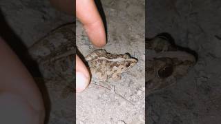 Last FROGS HAHA frogs froggy frogcatching toad animals [upl. by Adao]