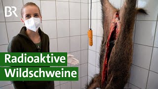 35 Jahre nach Tschernobyl  sind heimische Wildschweine noch verstrahlt  Unser Land  BR [upl. by Lamoureux]