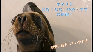 オタリア「はな・なな・ゆめ・すず」の特徴を順番にご紹介！ [upl. by Meter]