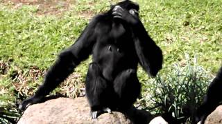 SERENADING SIAMANGS AT DUBBO ZOO AUSTRALIA [upl. by Akimahc546]