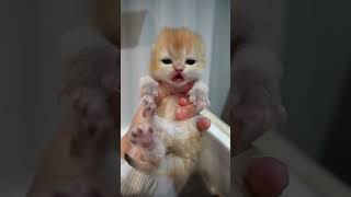 Baby kitten hisses at me🥺 [upl. by Jollanta199]