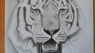 How to Draw a Realistic Tiger Step by Step – Part 1 [upl. by Huang]