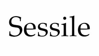 How to Pronounce Sessile [upl. by Naesed]