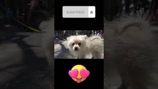 💚 sonido de perro pomerania ladrando [upl. by Annaehs]