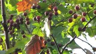 Natures Autumn Sweet Shop  Wild Service Chequer Tree Berries [upl. by Makell]