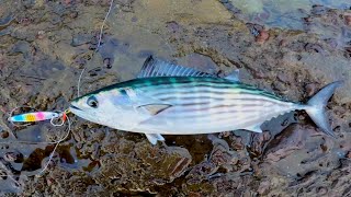 Jigging for BIG Bonito on the Central Coast [upl. by Herzberg]