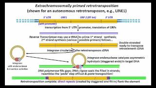 RNA Transposons [upl. by Shanan]