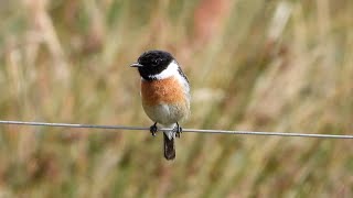 Goldcliff Birding 199 4K [upl. by Asselem]