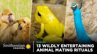 13 Wildly Entertaining Animal Mating Rituals 😍 Smithsonian Channel [upl. by Meriel145]