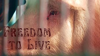 Protection animale Musique  Freedom to Live [upl. by Crandale173]