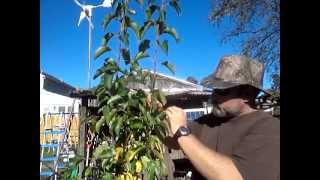 How to Prune a Pear Tree and Propagation of the cuttings [upl. by Garnett920]