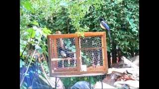 Larsen trap for magpies in action Please check out my 2 new videos added [upl. by Nnylannej]