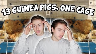 Rescuing 13 Guinea Pigs Living in ONE Cage 😨😱 [upl. by Amehr54]