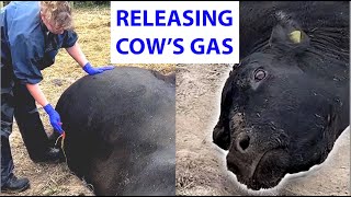 Vet releases gas from cow 🐄💨 [upl. by Isdnil]