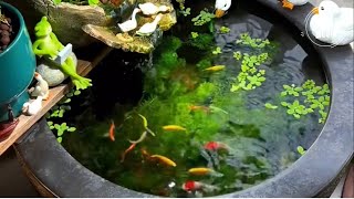 Stunning Underwater World Explore the Beauty of a Plant Aquarium 293 [upl. by Chew]