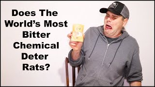 Does The World Most BITTER Chemical Deter Rats Mousetrap Monday [upl. by Gery21]