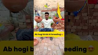 Ab hogi hmare🐣birds ki breeding😍 petlover minivlog pigeonvlogger pigeon budgiesfam parrot [upl. by Anauq]